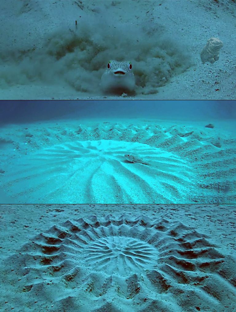 Wiggle Like a Fish in Love